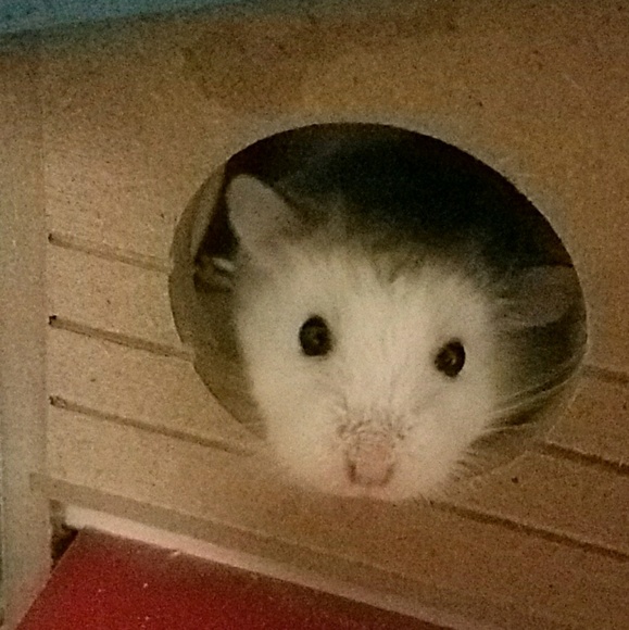 Meet your Posher, Ash - Picture 1 of 1